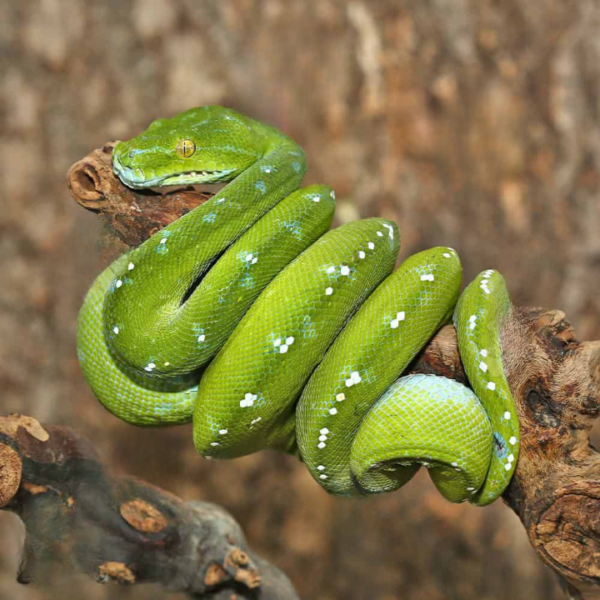 Adult Aru Green Tree Python For Sale