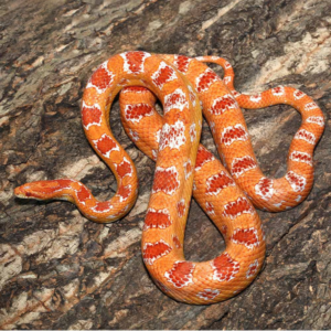 Adult Female Amel Reverse Okeetee Cornsnake For Sale