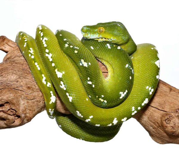 Adult Female Aru Green Tree Python For Sale