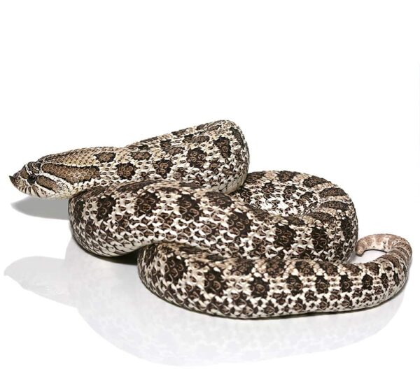 Adult Female Axanthic Hognose Snake For Sale