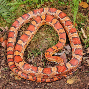 Adult Female Okeetee Cornsnake For Sale