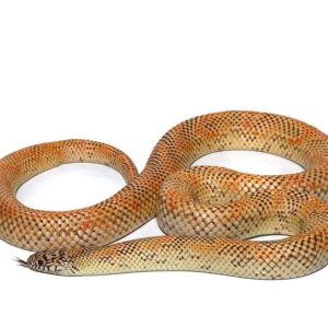 Adult Hypo Blotched Kingsnake For Sale