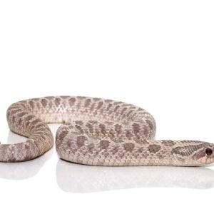 Adult Lavender Western Hognose Snake For Sale