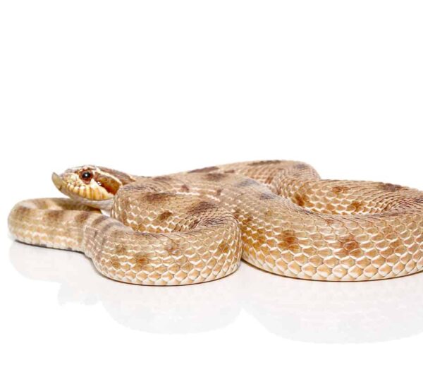 Adult Male Anaconda Western Hognose Snake Het Axanthic For Sale