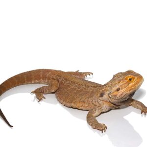 Adult Male Leatherback Red Phase Bearded Dragon For Sale
