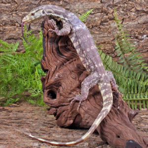 Albino Asian Water Monitor For Sale