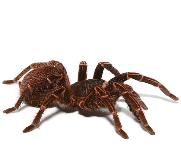 Amazon Giant Striped Birdeater Tarantula For Sale