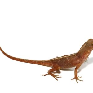 Aztec Chili Pepper Anole For Sale