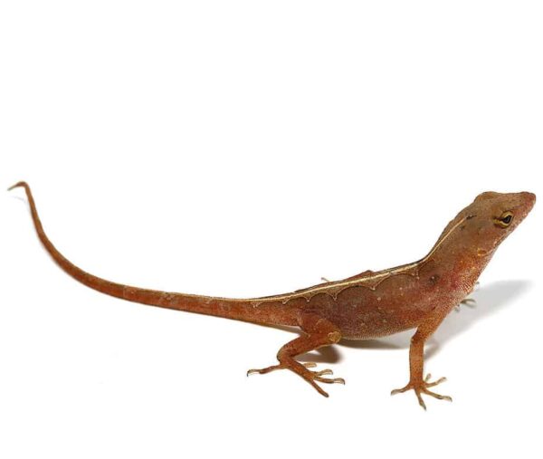 Aztec Chili Pepper Anole For Sale
