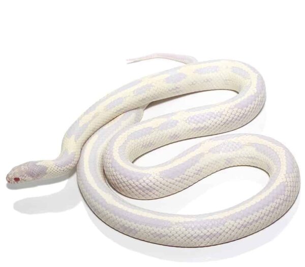 Baby Aberrant Albino California Kingsnake For Sale