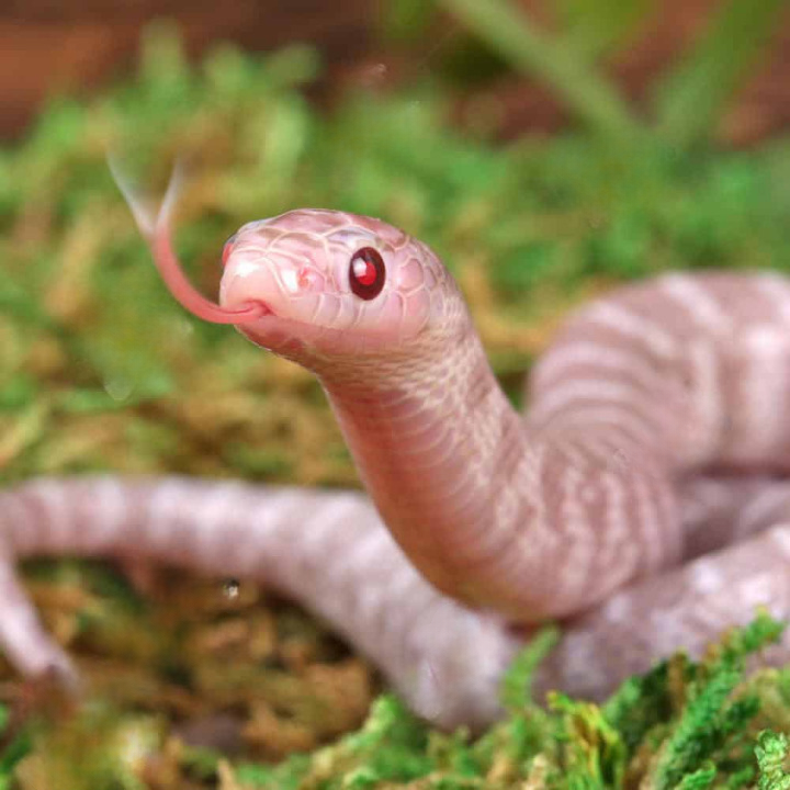 Baby Alabaster Florida Kingsnake For Sale