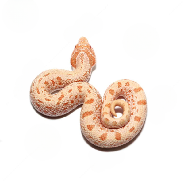 Baby Albino Anaconda Mondo Line Western Hognose Snake For Sale