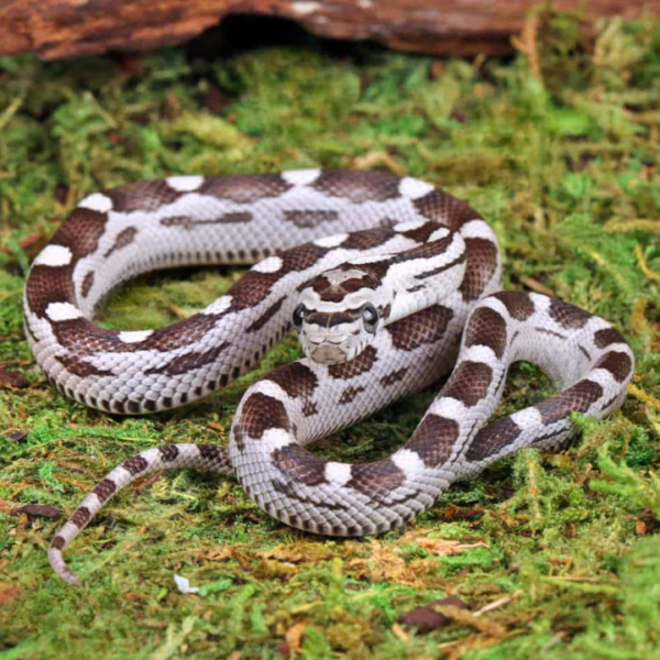 Baby Anery Motley Cornsnake For Sale