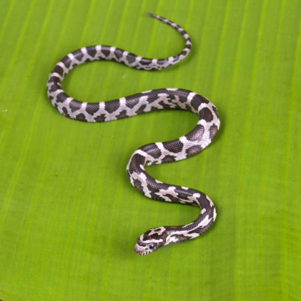 Baby Anery Okeetee Cornsnake For Sale