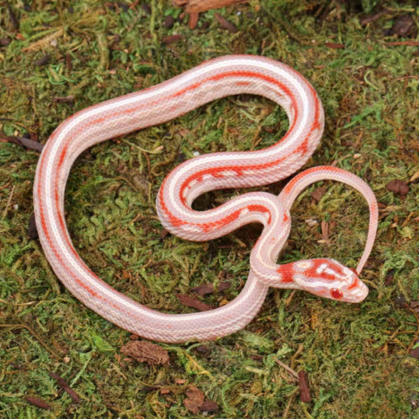 Baby Candy Cane Tessera Cornsnake For Sale