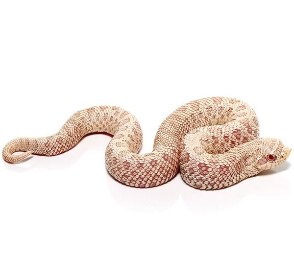 Baby Caramel Snow Western Hognose Snake For Sale