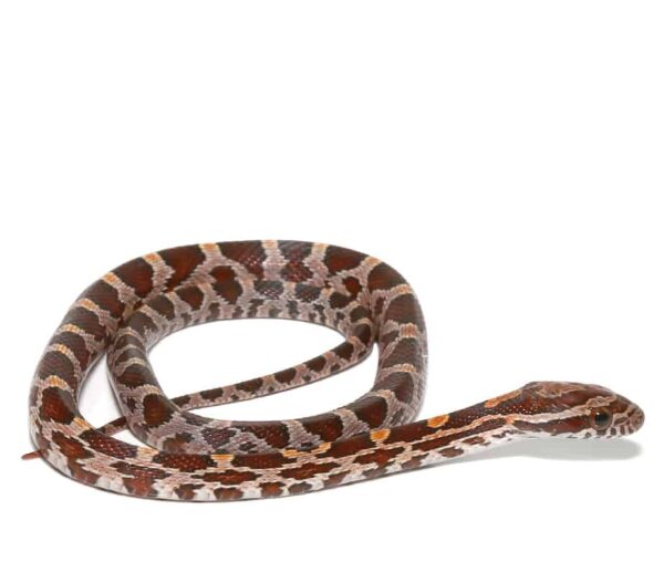 Baby Classic Cornsnake Het Scaleless Anery For Sale