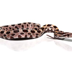 Baby Collier County Cornsnake For Sale