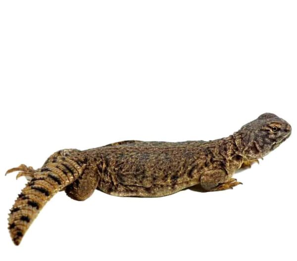 Baby Dispar Uromastyx For Sale