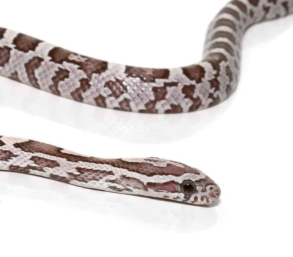 Baby Ghost Cornsnake For Sale
