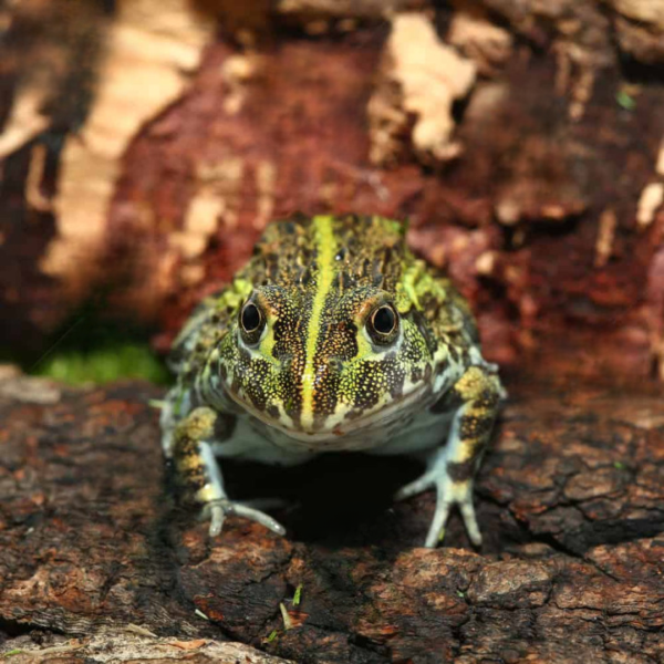 Baby Giant Pixie Frog For Sale