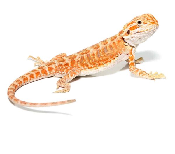 Baby Golden Graham Bearded Dragon For Sale