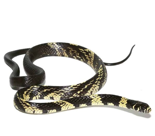 Baby Guyana Tiger Ratsnake For Sale