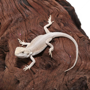 Baby High White Zero Bearded Dragon For Sale