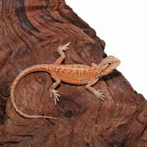 Baby Hypo Inferno Translucent Dunner Bearded Dragon For Sale