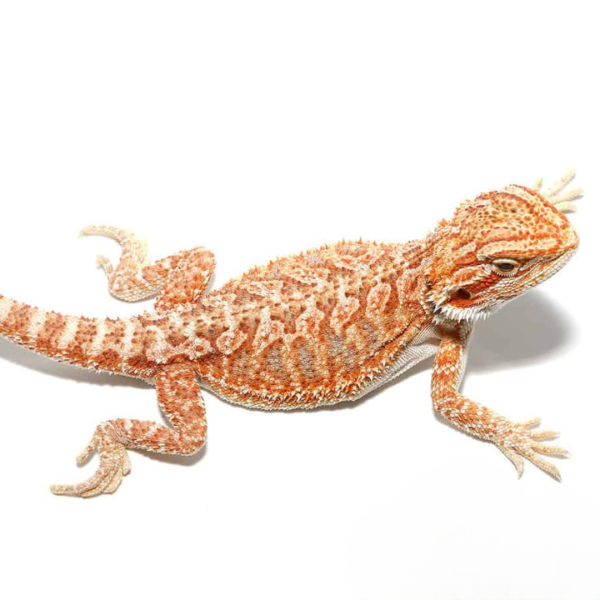 Baby Hypo Tricolor Bearded Dragon For Sale
