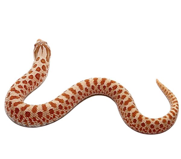 Baby Hypo Western Hognose Snake For Sale