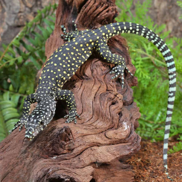 Baby Jayapura Pastel Blue Tail Monitor For Sale