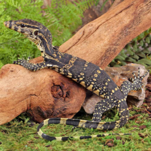 Baby Madura Island Asian Water Monitor For Sale