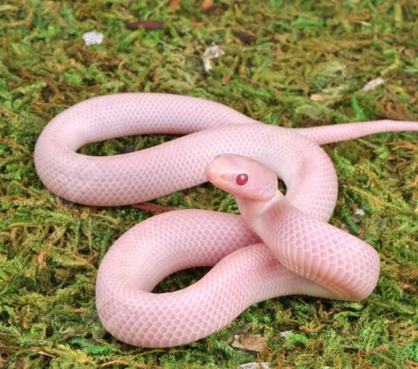 Baby Magenta Brooks Kingsnake Hypo Lavender Albino White Sided For Sale