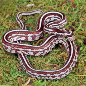 Baby Miami Tessera Cornsnake For Sale