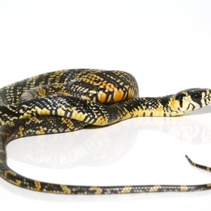 Baby Nicaraguan Tiger Ratsnake For Sale