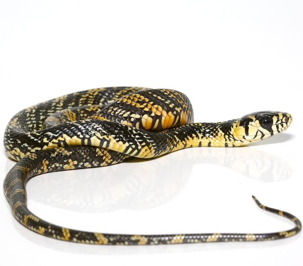 Baby Nicaraguan Tiger Ratsnake For Sale