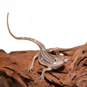 Baby Pied Genetic Stripe Translucent Bearded Dragon For Sale