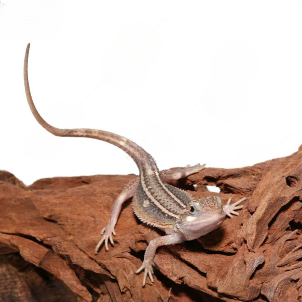 Baby Pied Genetic Stripe Translucent Bearded Dragon For Sale