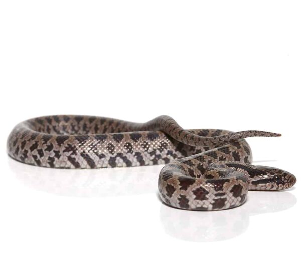 Baby Prairie Kingsnake For Sale
