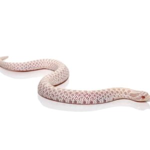 Baby Snow Western Hognose Snake For Sale