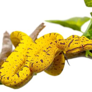 Baby Sorong Green Tree Python For Sale