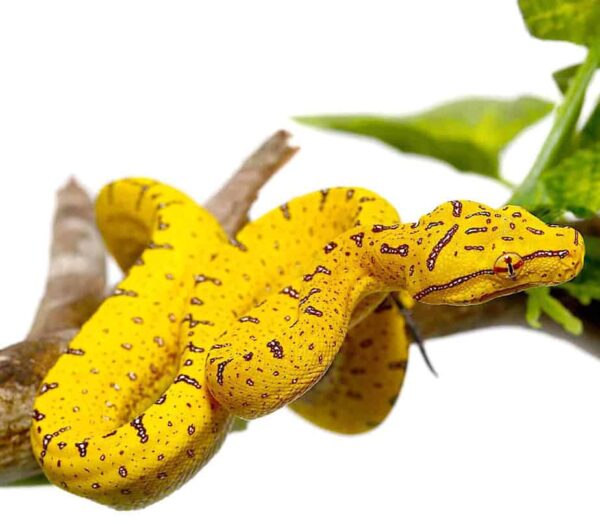 Baby Sorong Green Tree Python For Sale