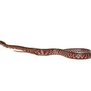 Baby Tessera Het Anery Cornsnake For Sale