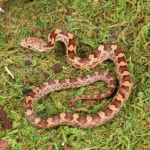 Baby Yellow x Everglades Ratsnake For Sale