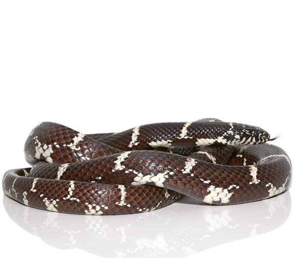Chain Kingsnake For Sale