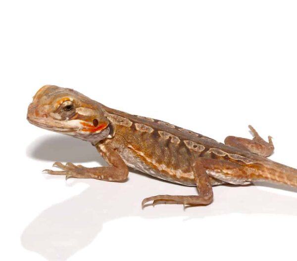 Citrus Silky Bearded Dragon For Sale