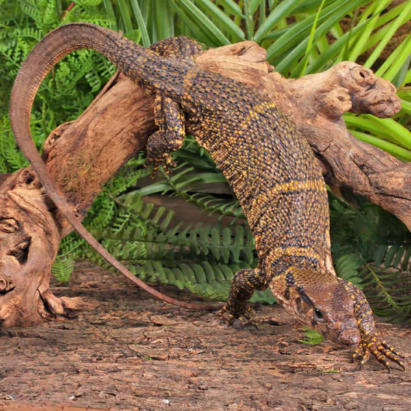 Dumerils Monitor For Sale