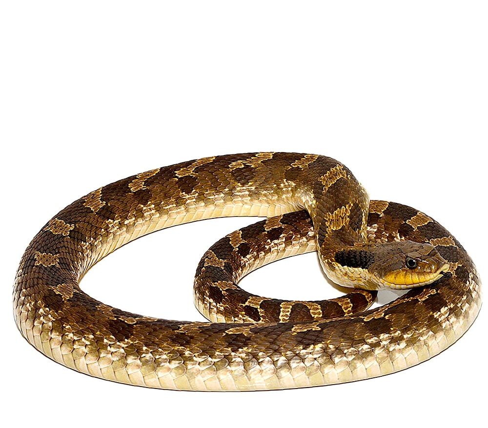 Eastern Hognose Snake For Sale