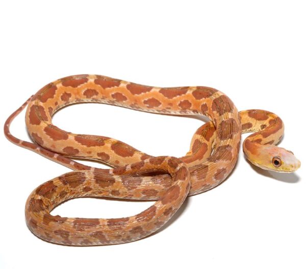Female 2021 Scaleless Everglades Ratsnake For Sale
